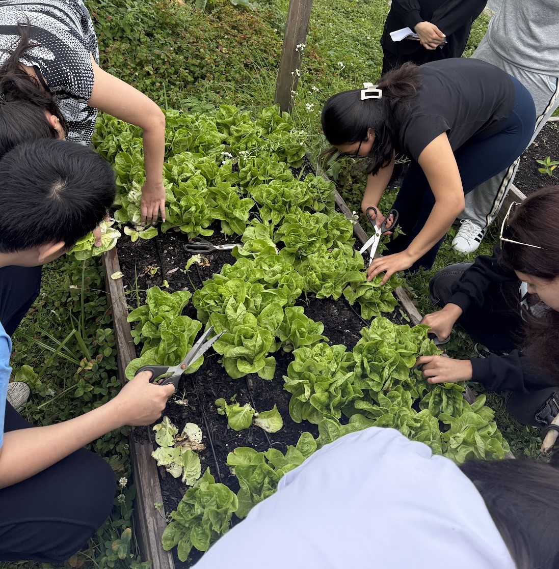 Students trimming greens with scissors at the farm.