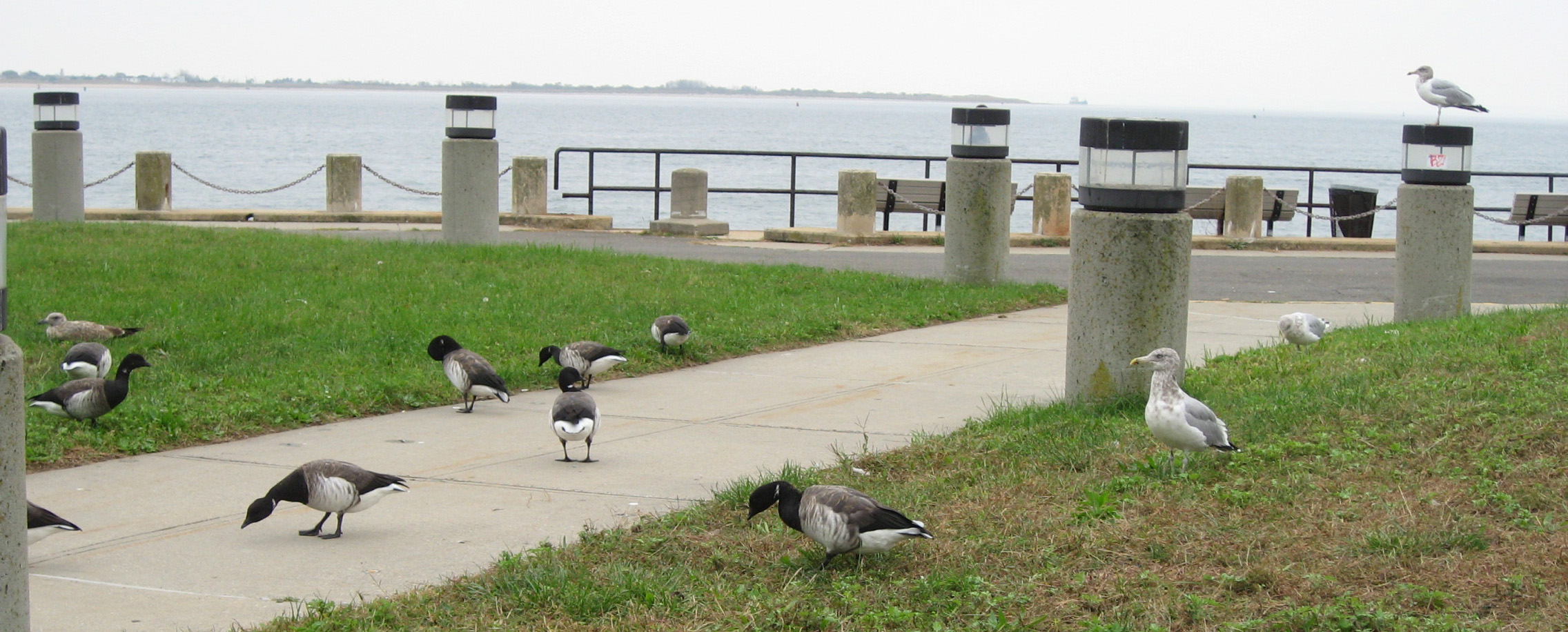 WAC at Kingsborough